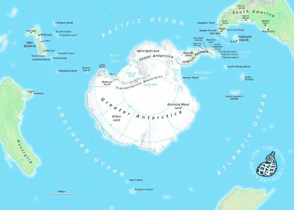 antarctica-duck